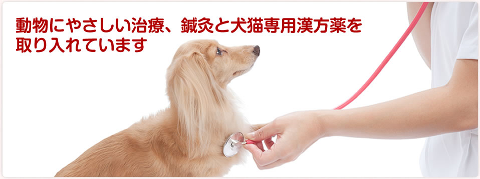 動物に優しい治療、鍼灸と犬猫専用漢方薬を取り入れています